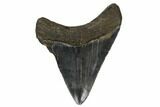 Serrated, Fossil Megalodon Tooth - South Carolina #180933-1